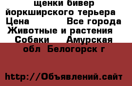 щенки бивер йоркширского терьера › Цена ­ 8 000 - Все города Животные и растения » Собаки   . Амурская обл.,Белогорск г.